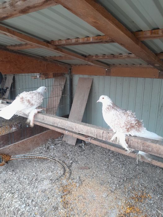 Gołębie ozdobne loczki