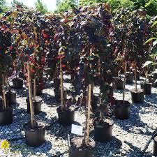 Judaszowiec kanadyjski Ruby Falls 180 cm cena 450 zł