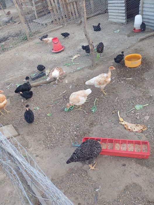 Galinhas peladas no pescoço