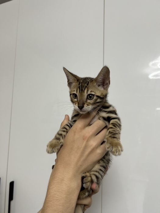 Бенгальські малята