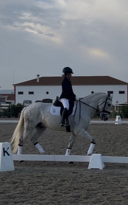 Cavalo Lusitano para venda