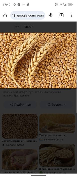 Продам пшеницю третій клас