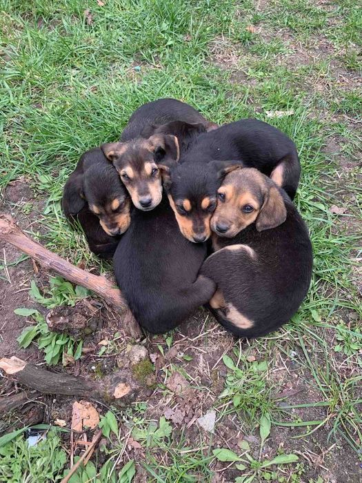 Віддам в добрі руки цуценят гончих.