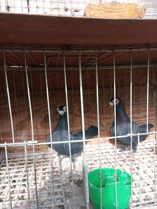 Brodawczaki para czarne