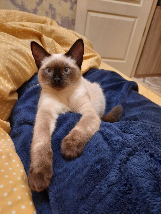 Кошенята сіамські