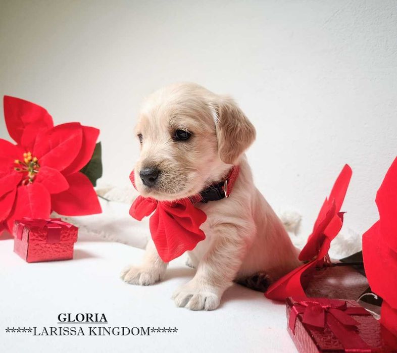 Wyjątkowa Cockapoo  Smooth Coat / Cocker Spaniel + Pudel Mini