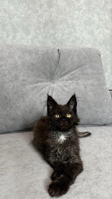 Дівчинка мейн-кун в чорному забарвлені