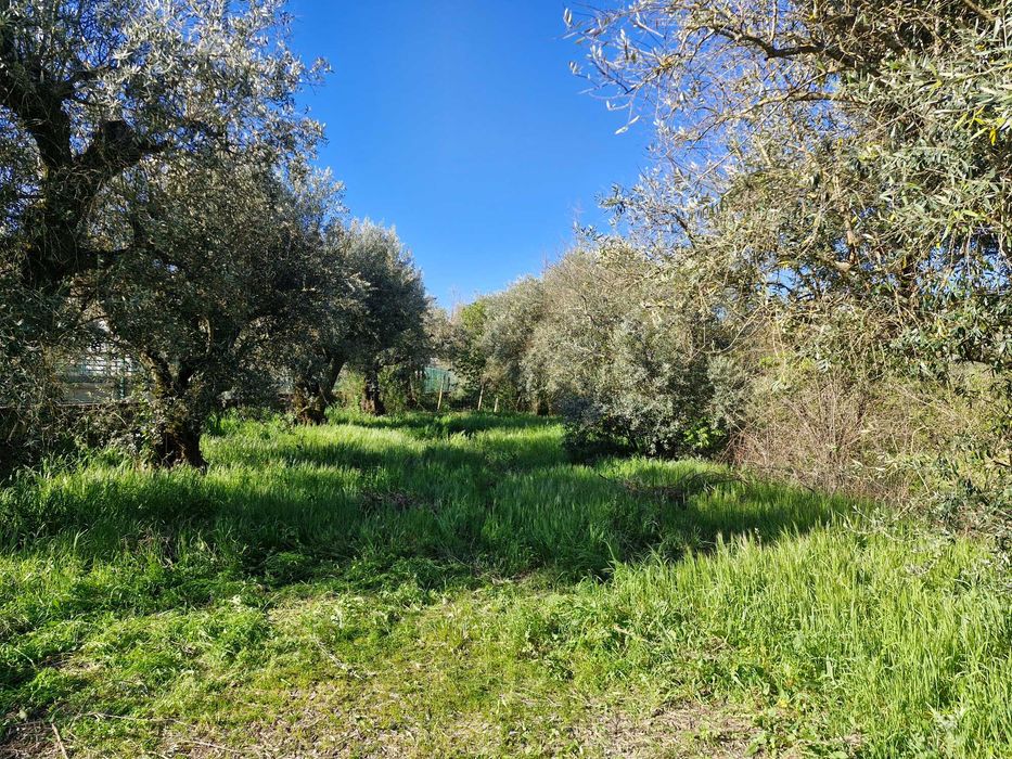 Terreno à venda em Alcaria