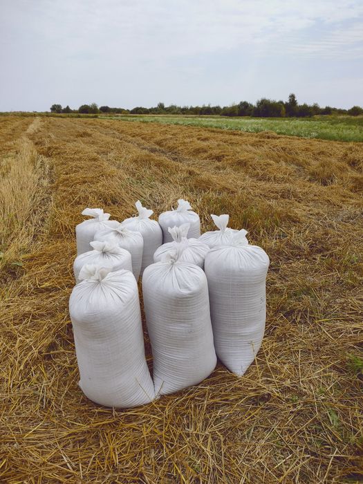 Продам зерно (ОВЕС)