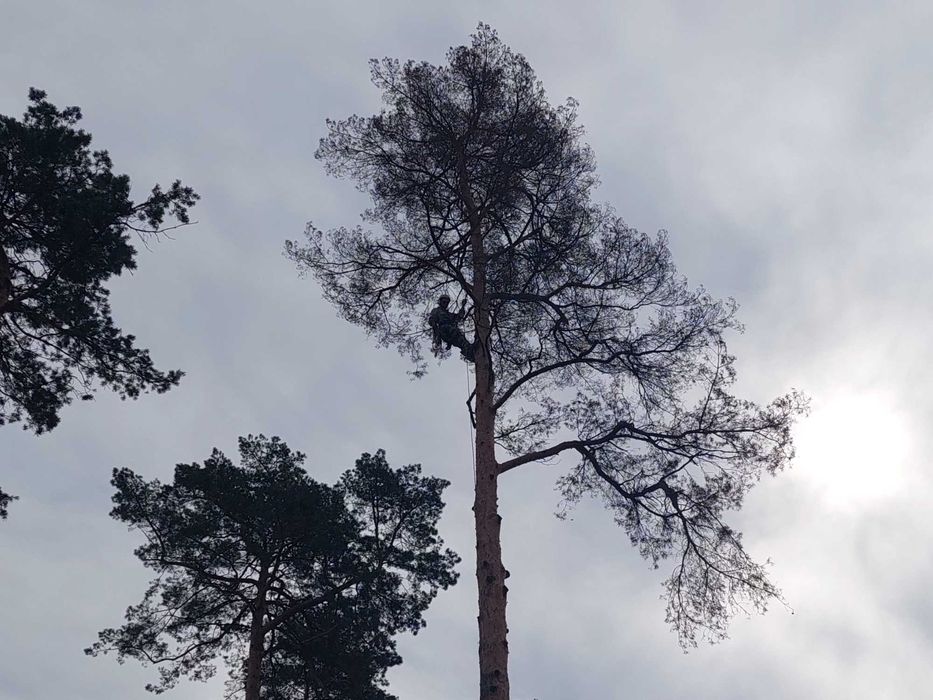 Обрізка складних,важкодоступних дерев Львів та область