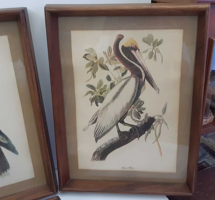 Retro Vintage Antigo 4 Quadros Molduras Madeira Lindas Gravuras Aves