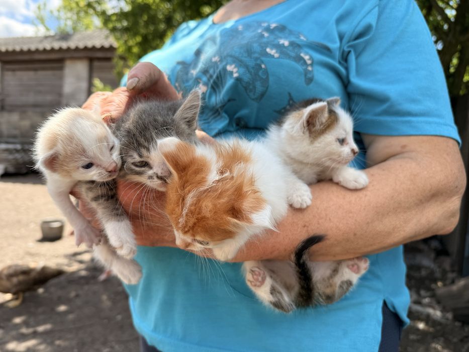 Кошенята у добрі руки