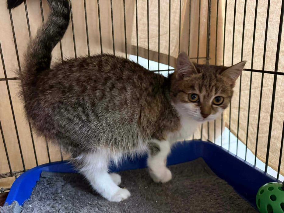 Віддам кошеня в добрі роки