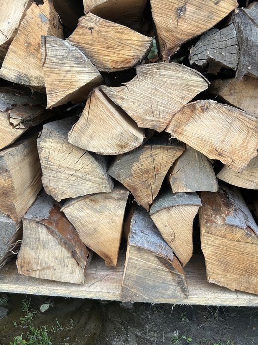 Buk wraz z transportek