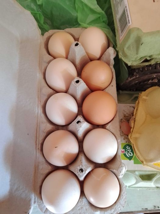 Jajka swojskie z wolnego wybiegu.