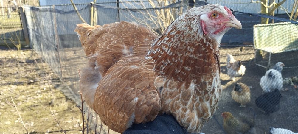 Kury - Czubatka Staropolska,Brahma