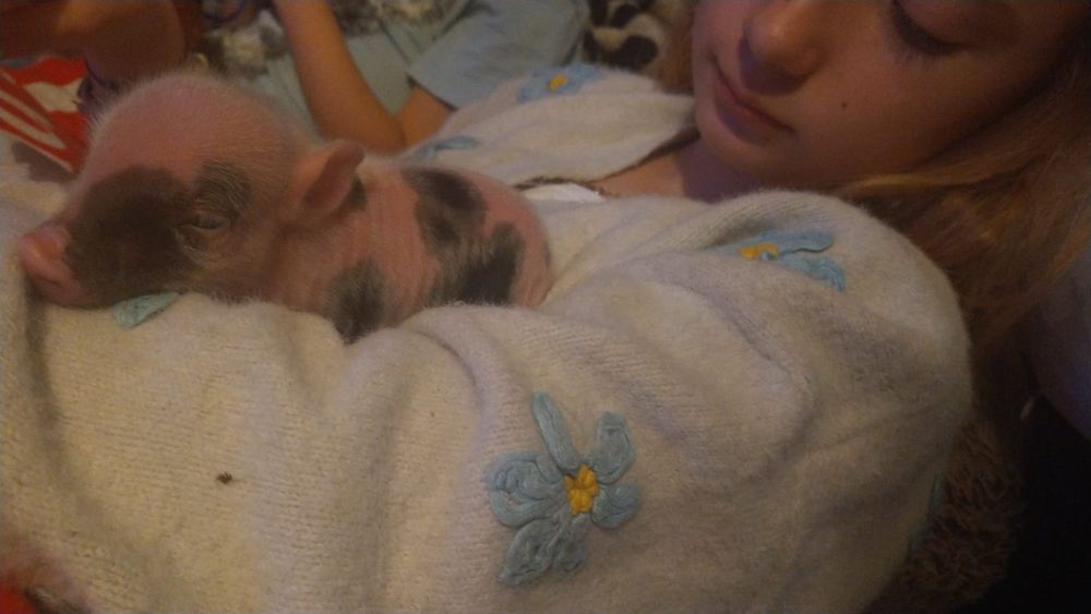 Świnia getyńska micro świnka