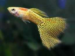 Guppys casais 50 Linhas