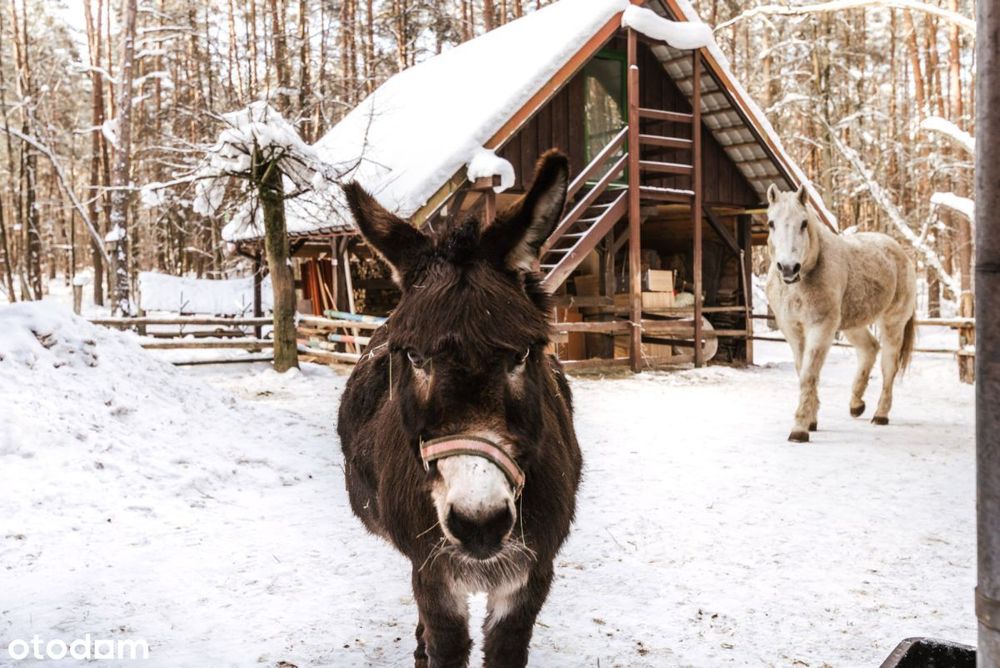 Leśniczówka w dzikim lesie nad jeziorem