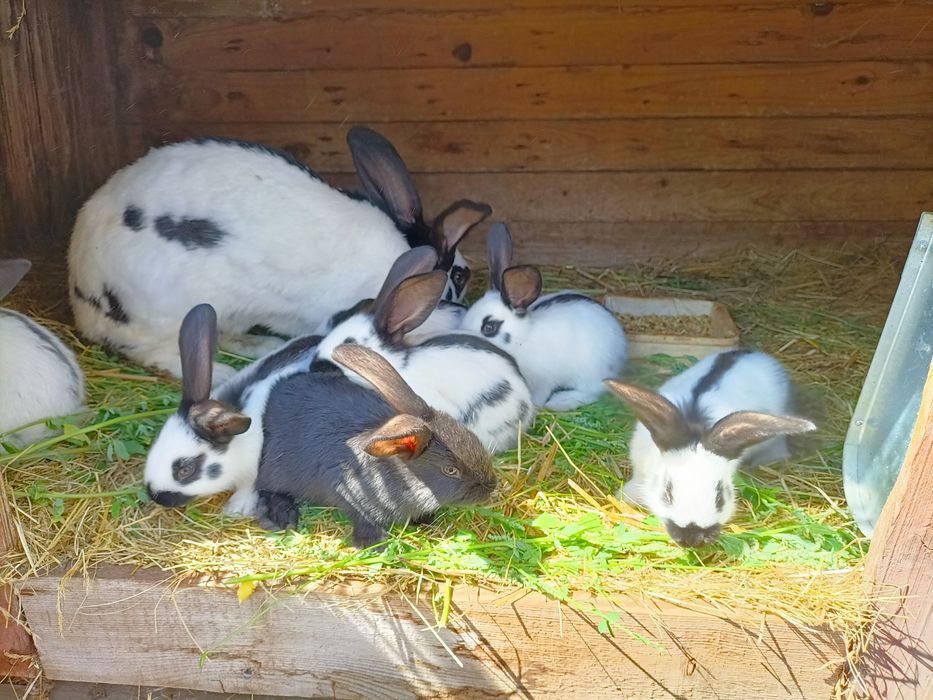 Króliki: Srokacz Niemiecki