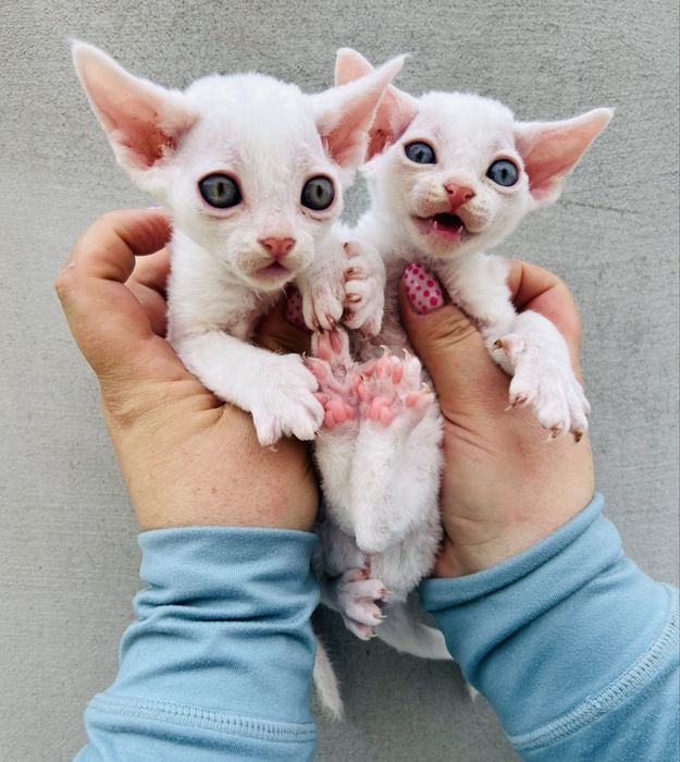 Biały kocurek Devon Rex