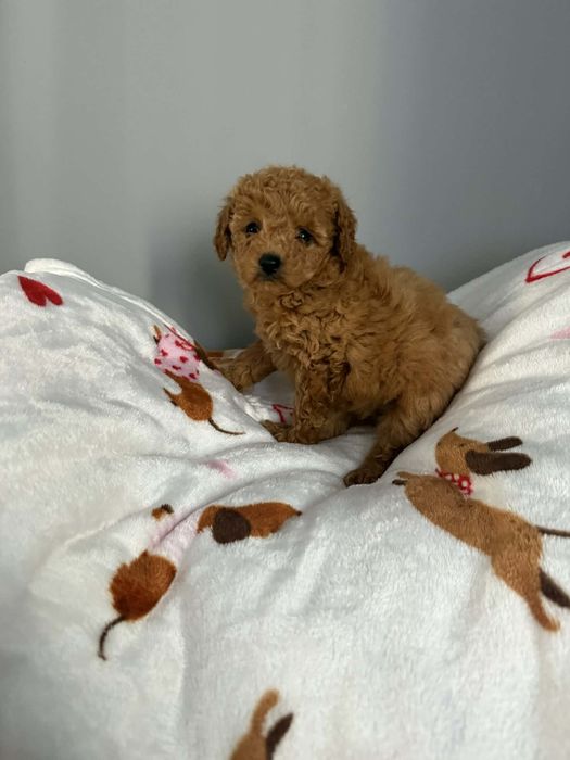 Maltipoo samiec piękny