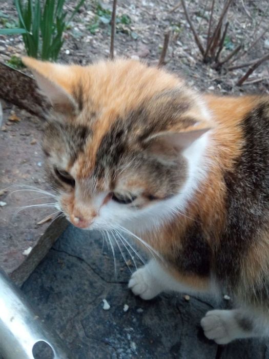 Віддам кішку безкоштовно