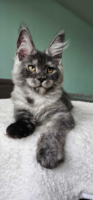 Хлопчик породи Мейн кун