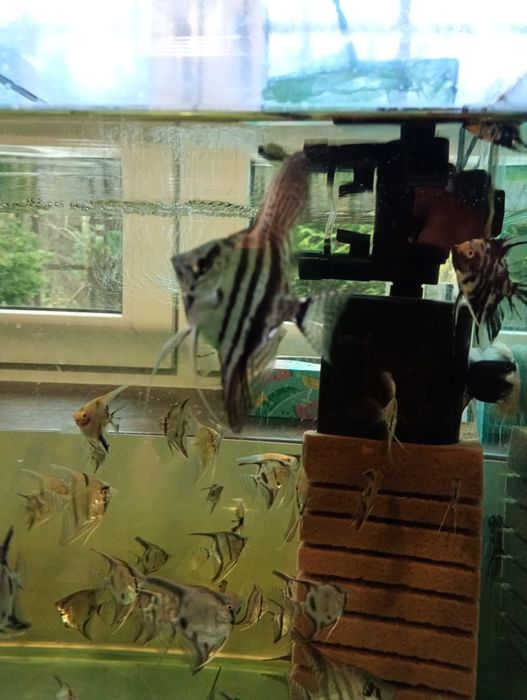 Młode Skalary zebra od 10 cm w żaglu