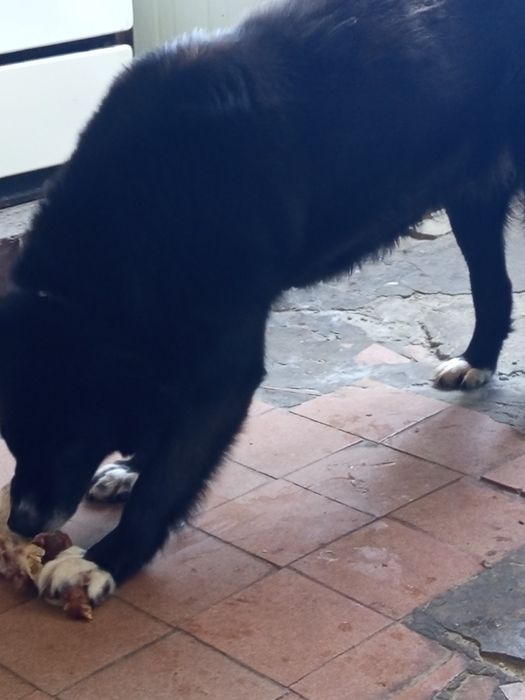 Продам девочку 2 год