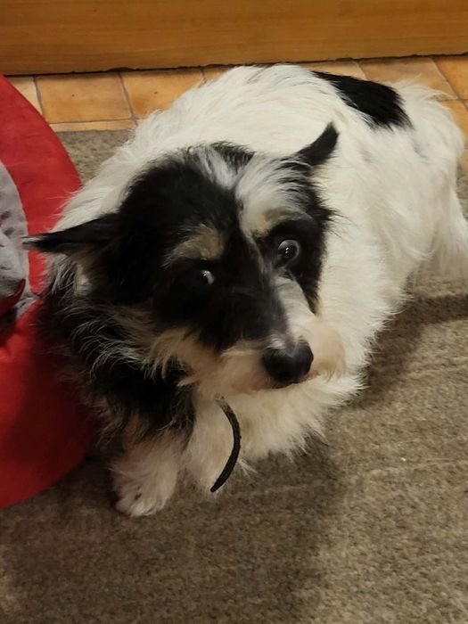 Kropka maleńka psia babcia szuka domku