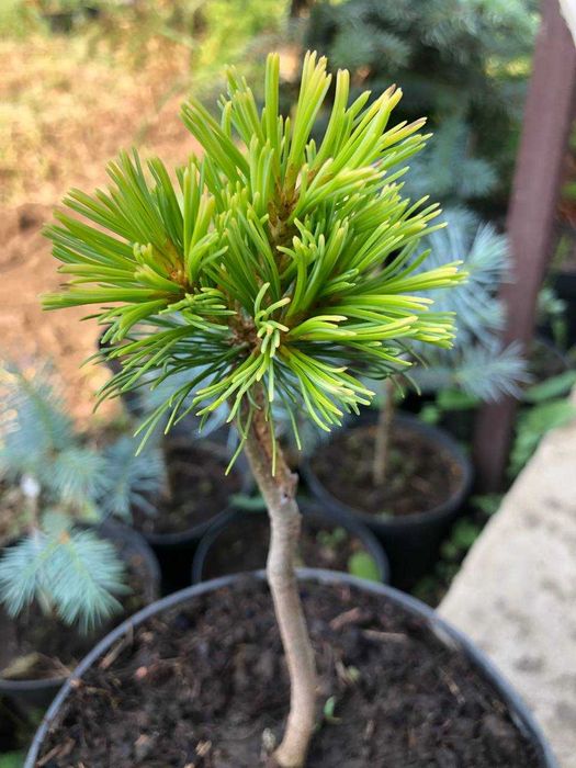 Сосна японская Др.Ландис Голд- 1300грн 2года