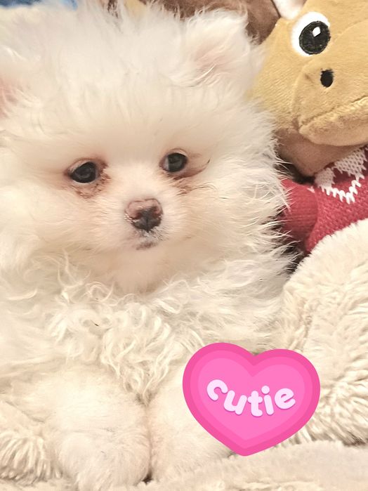 Хлопчики шпіц мішкі