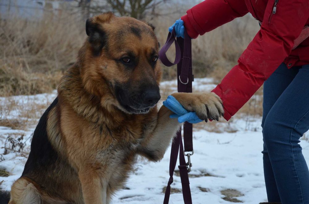 Duży jak Hagrid, czuły jak aniołek – poznaj mnie