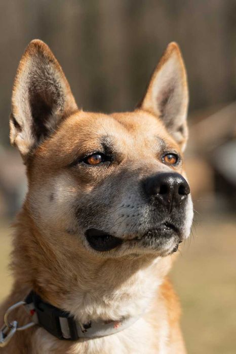 husky mix   Nit szuka domu -schronisko Zgierz -aktualne