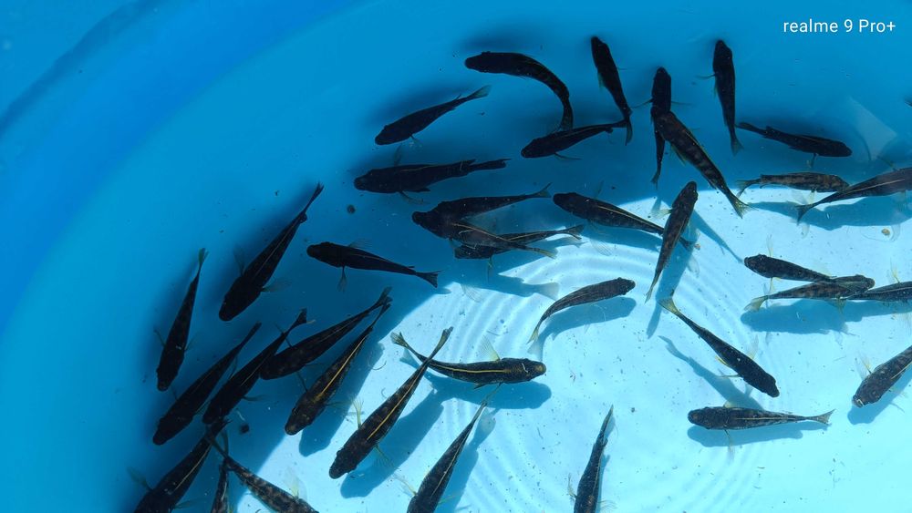 Otopharynx black orange dorsal