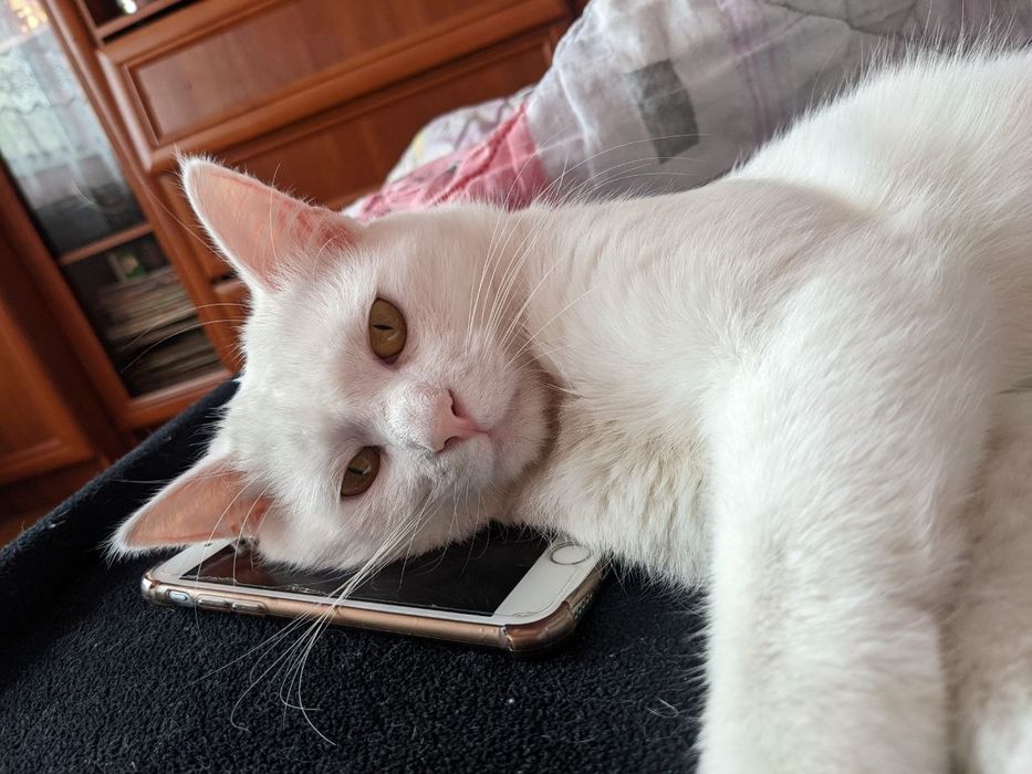 Хлопчик і дівчинка турецької ангор