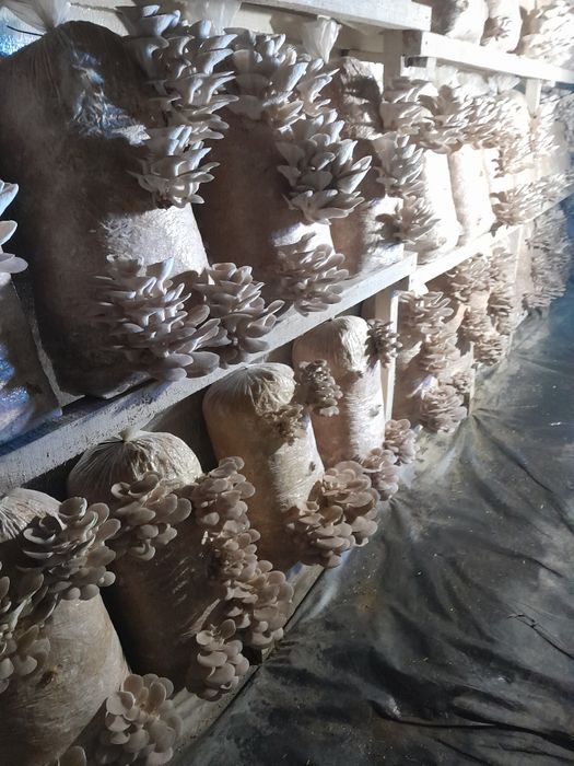 Грибные блоки вешенки