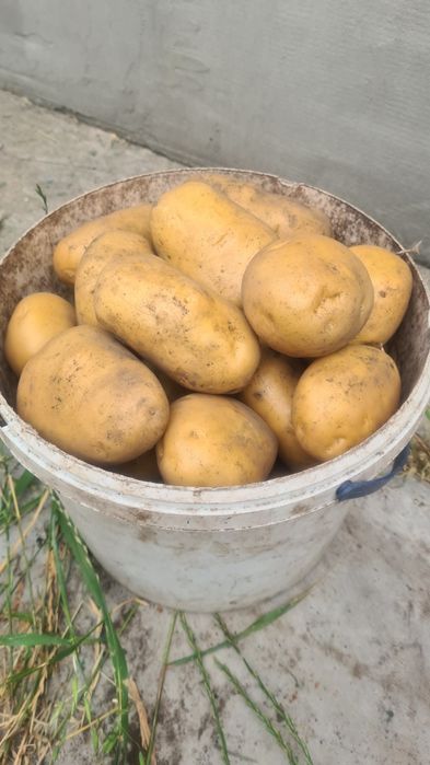 Картопля домашня