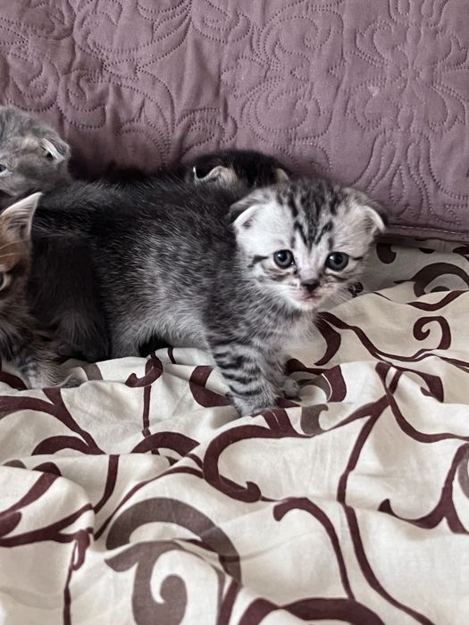 Кошенята висловухі