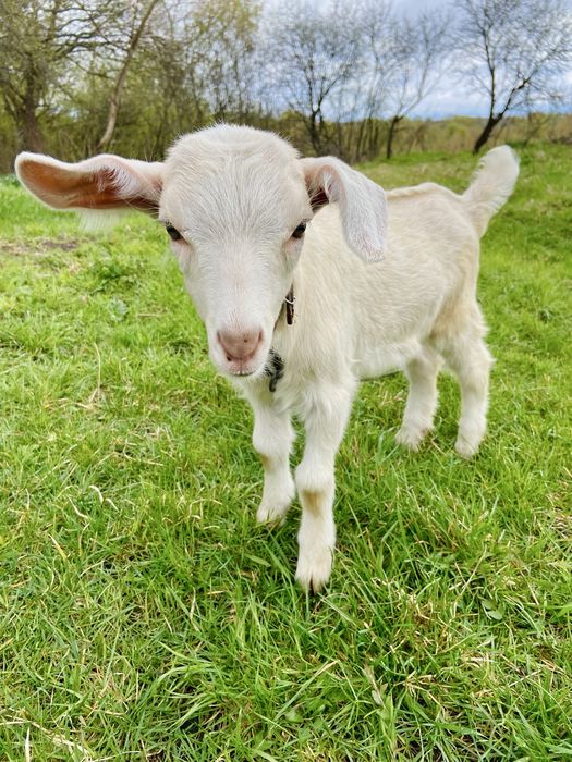 Козлик, козочки, козел, коза, кози