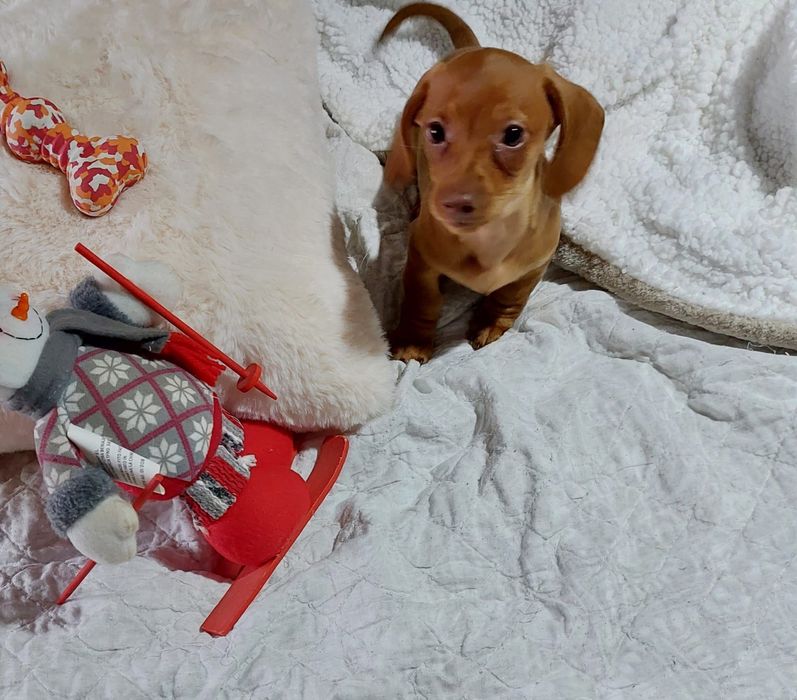 Teckel kanichen Macho