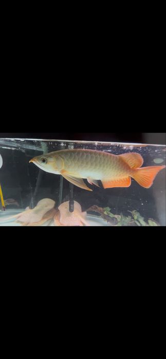 Arowana super red 30cm+ com certificado