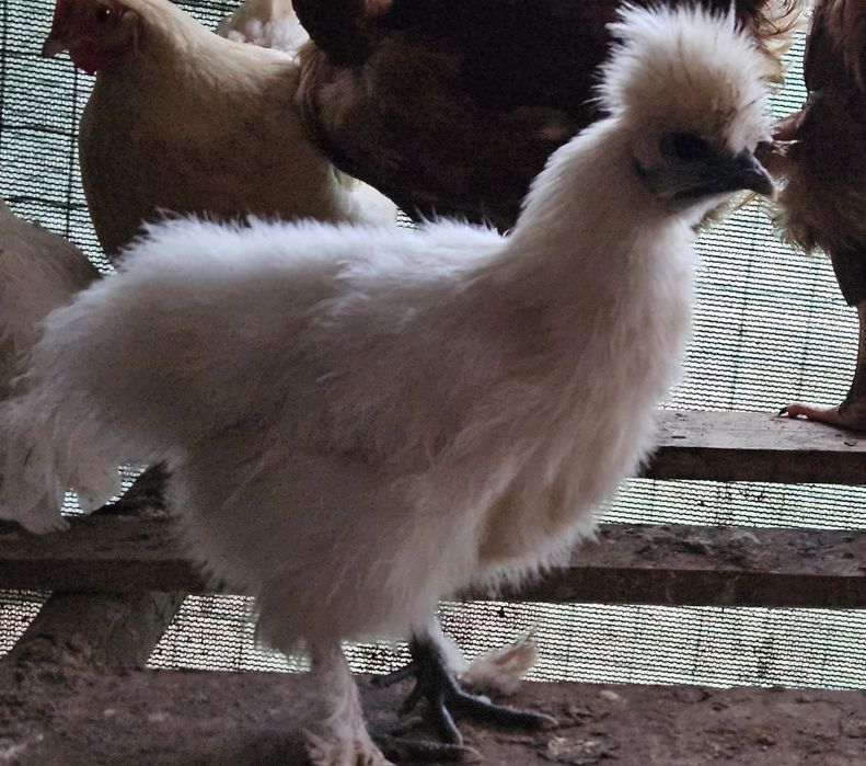 Casal de galinhas sedosa  branca  puras