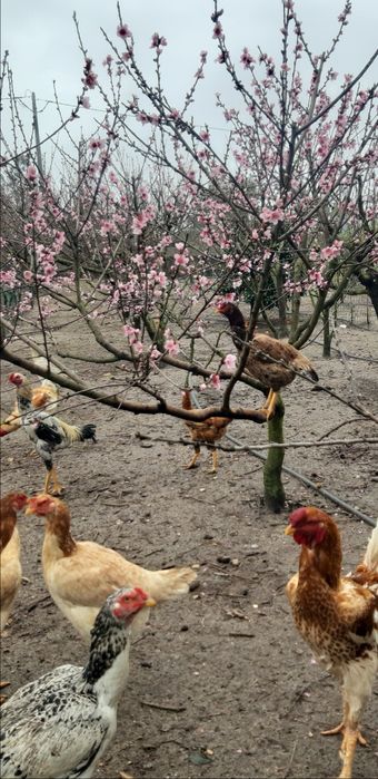 Alguns pintos de raça disponíveis