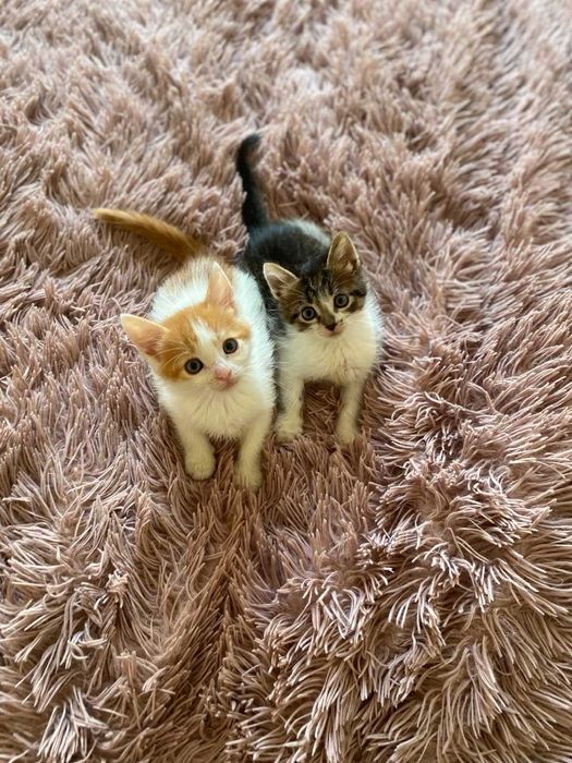 Кошенята-хлопчики шукають домівку
