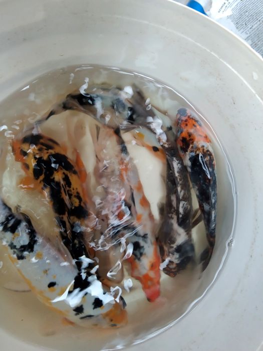 Karp sazan pełnołuski orfa leszcz lin sandacz