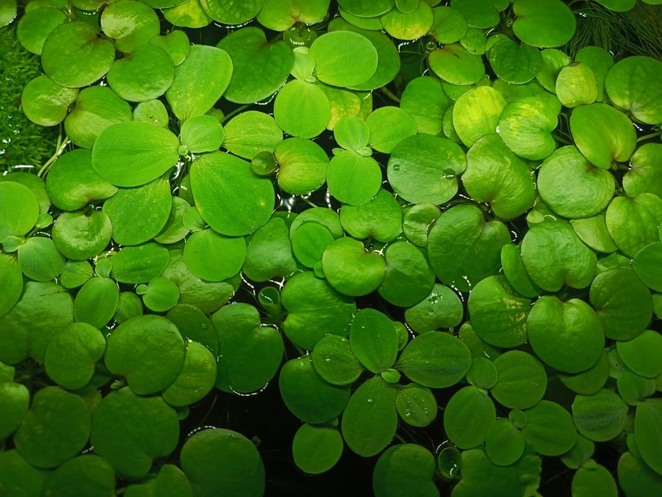 Limnobium. Roślina do akwarium, rośliny akwariowe