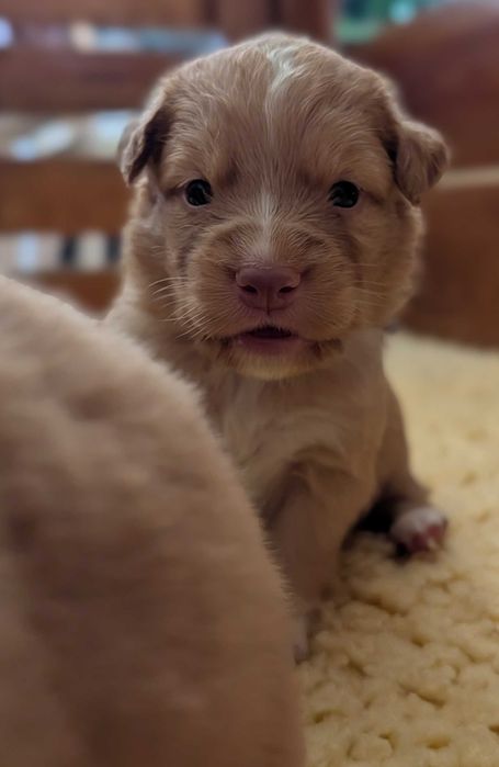 Szczenię Nova Scotia Duck Tolling Retriever