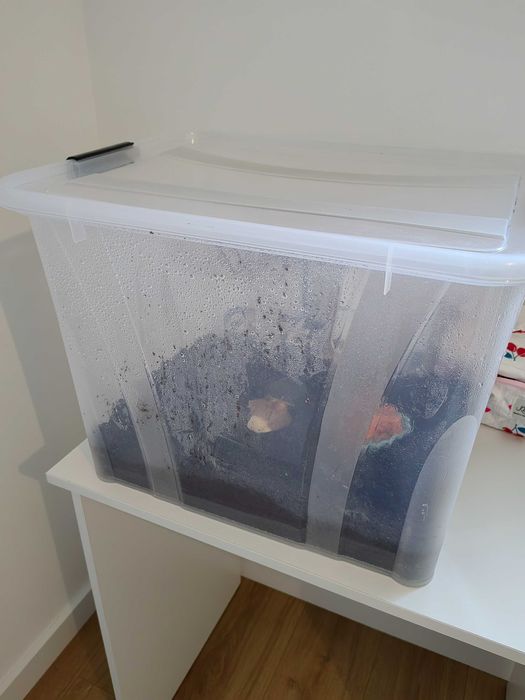 ślimak afrykański oddam do adopcji